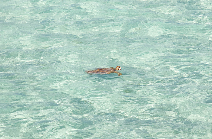 地元流の泡盛の飲み方
