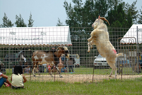 オーラサイの写真