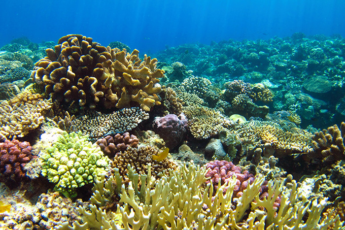 「水納ビーチ」のダイビングポイント