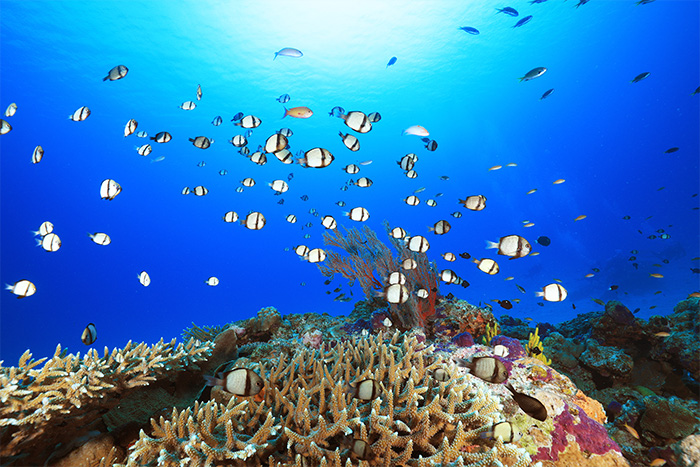 「水納ビーチ」のダイビングポイント