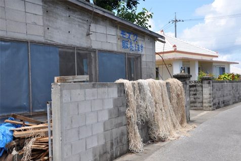 海人のほとんどがもずくに関わっています