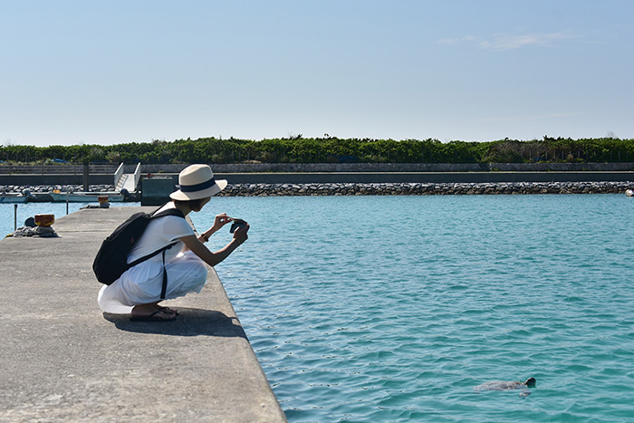 ウミガメの息継ぎがよく見られるという漁港
