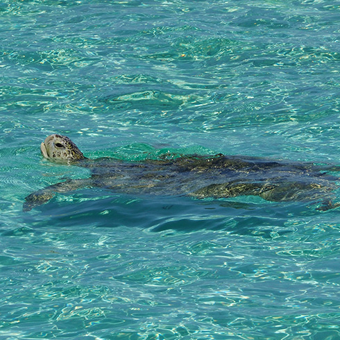 ウミガメの息継ぎがよく見られるという漁港