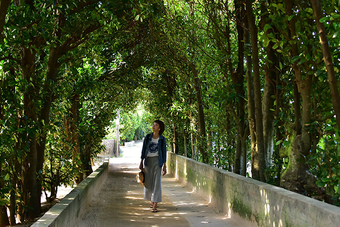 フクギのトンネル