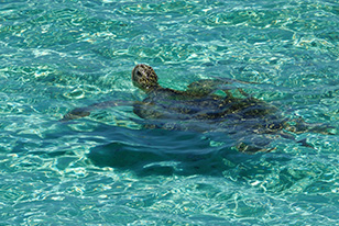 アンジェーラ浜