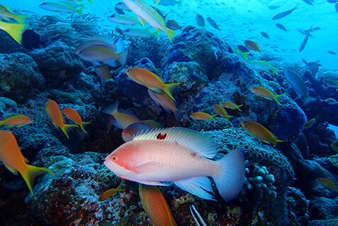 ダイビングが目的で世界中から多くの人が集まります