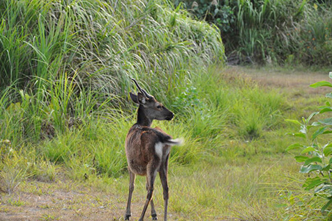 国の天然記念物になっているケラマジカ