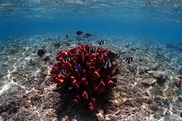 阿嘉島でダイビングの記事イメージ