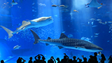 沖縄美ら海水族館