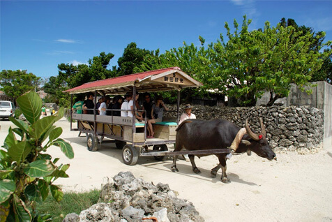 集落の小道を水牛車がゆったり進む（写真提供／竹富町観光協会）