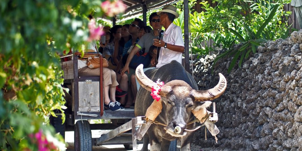 水牛車に古民家　沖縄の原風景に触れるの記事イメージ