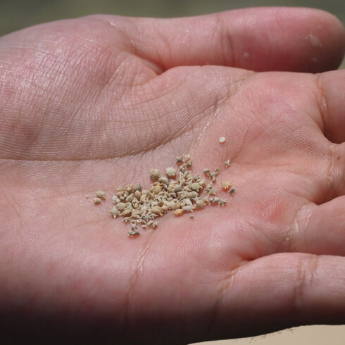 手のひらの星砂