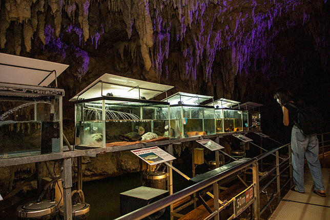 鍾乳洞・玉泉洞未公開エリアを探検