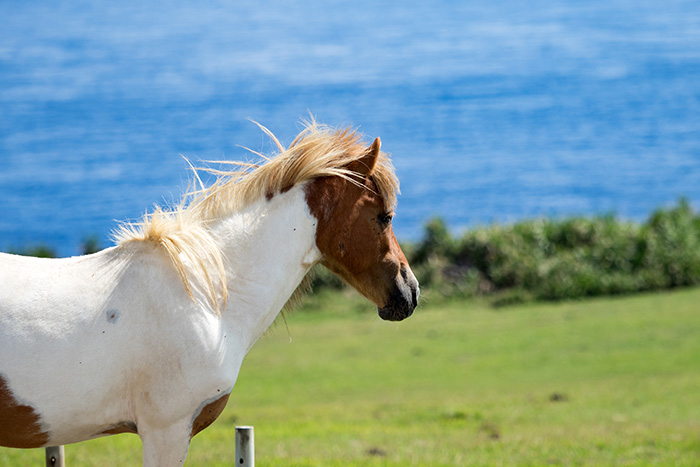 与那国馬