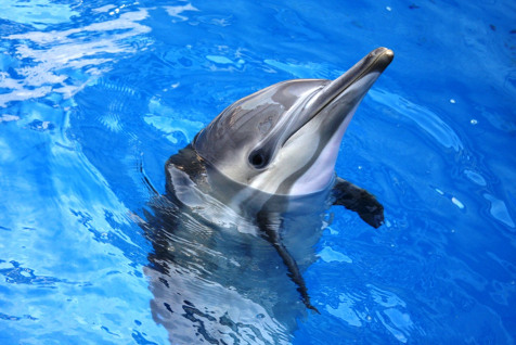 ハセイルカのハルカ