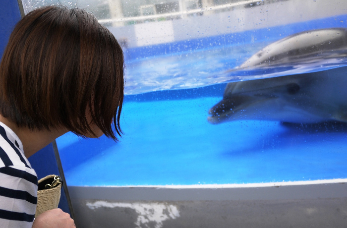 画像③イルカのパフォーマンス