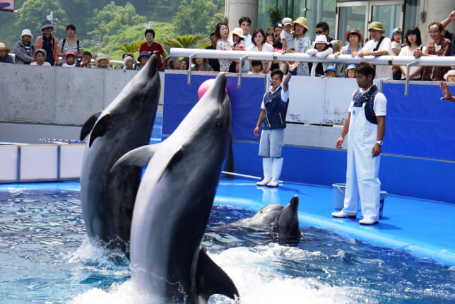 画像④イルカのパフォーマンス