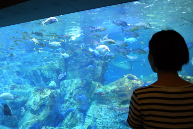 画像⑧大回遊水槽