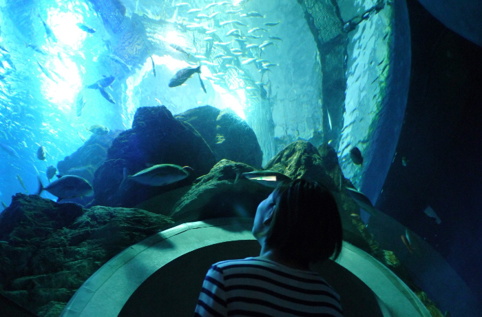 画像⑨大回遊水槽