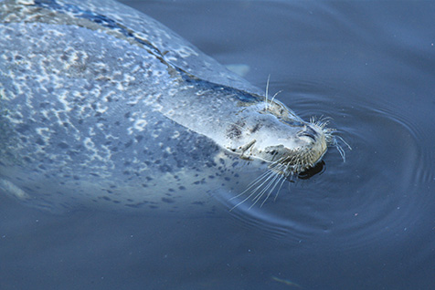 ゴマフアザラシ