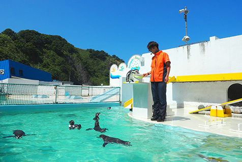 ペンギンショー