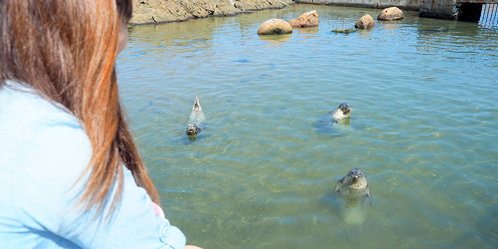アザラシにエサやり体験