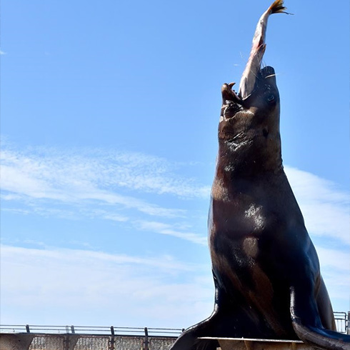トド　サケの丸飲み