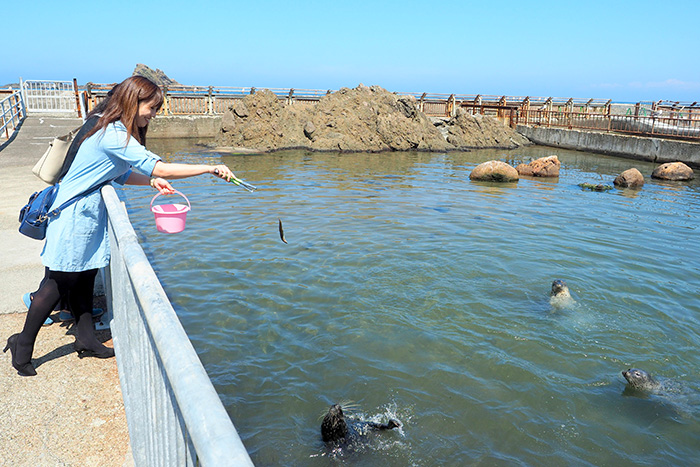アザラシにエサやり体験