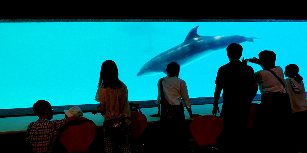 イルカスタジアム地下観覧水槽