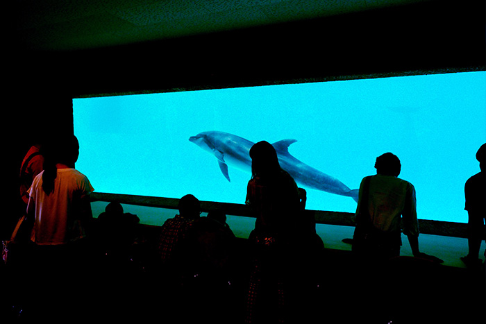 イルカスタジアム　地下観覧水槽