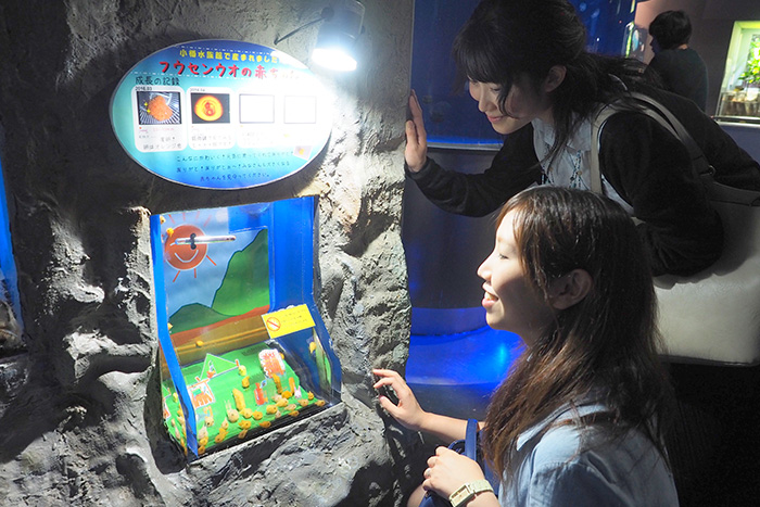 フウセンウオの水槽