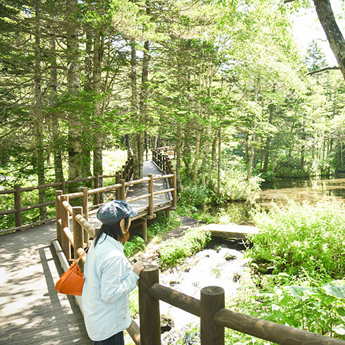 木道から池を望む
