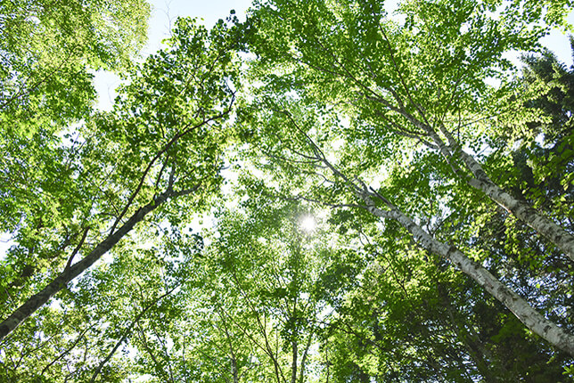 神の子池の森を見上げる