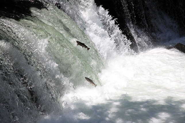 さくらの滝とサクラマス