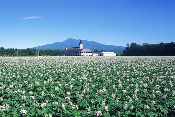 清里焼酎醸造所とじゃがいもの花