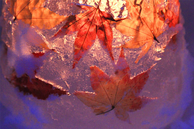 モミジとカエデ