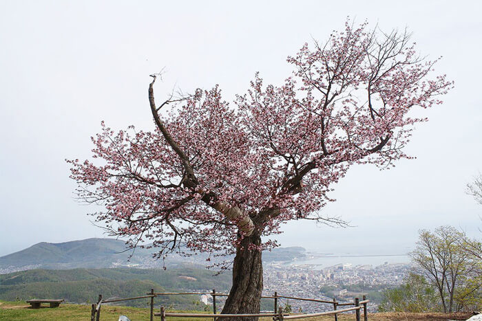天狗山桜展望台の桜