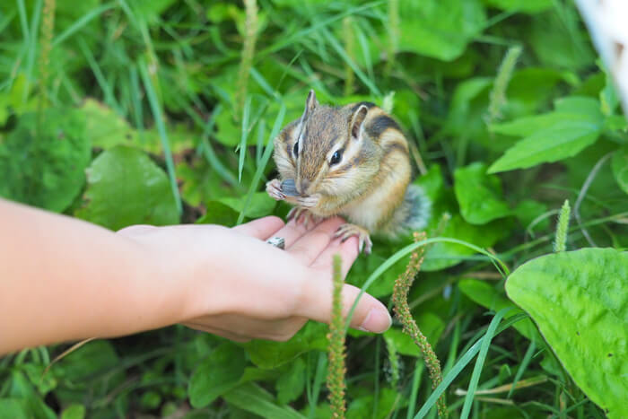 シマリス