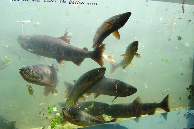 水中観察ゾーン