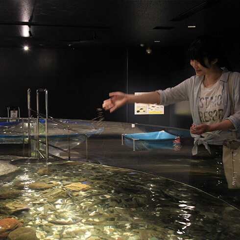 魚に餌やり体験