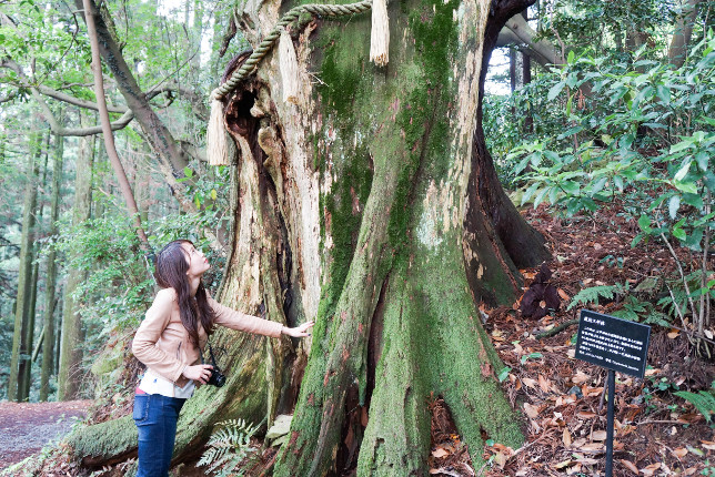 権現山周回路にある皇后杉