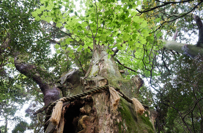 樹齢400年の巨樹老木