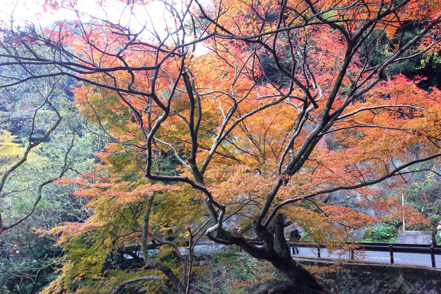 秋季は紅葉