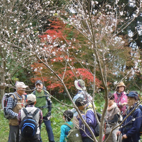 フユザクラが見られる人気スポット