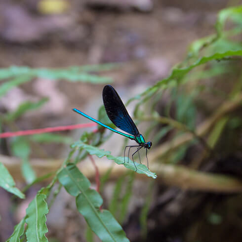 ター滝　リュウキュウハグロトンボ
