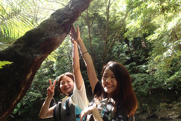 ター滝　ヒカゲヘゴ