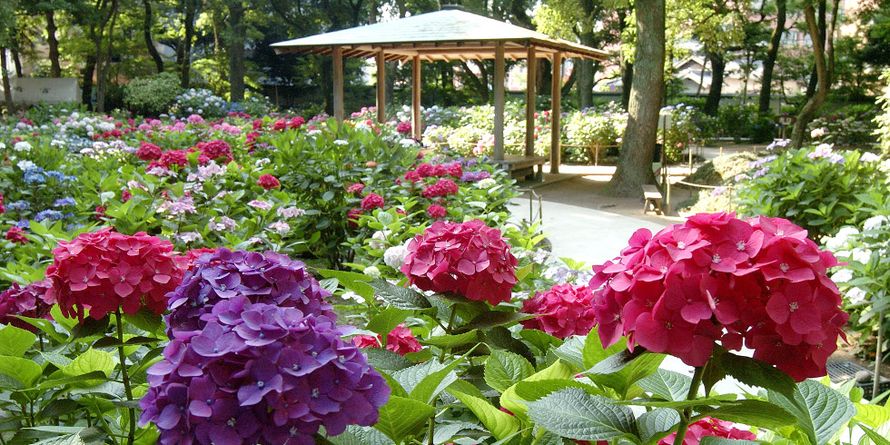 筥崎宮のアジサイ