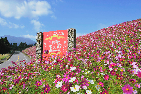 生駒高原の春から秋にかけての花のリレー