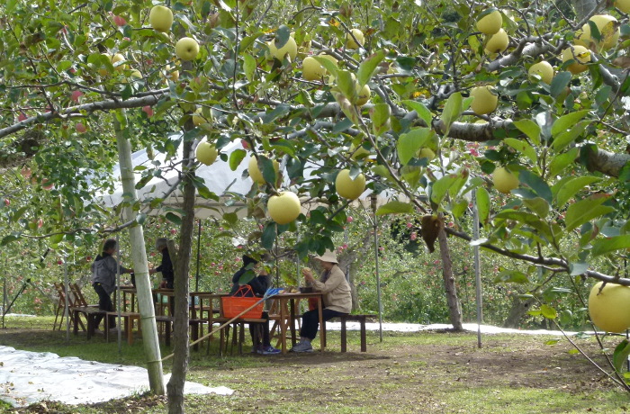 生駒高原りんご園2