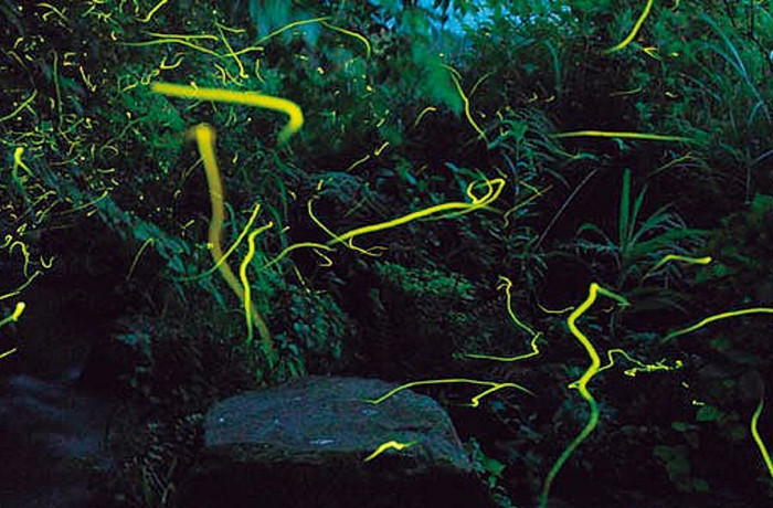 出の山ホタル恋まつり